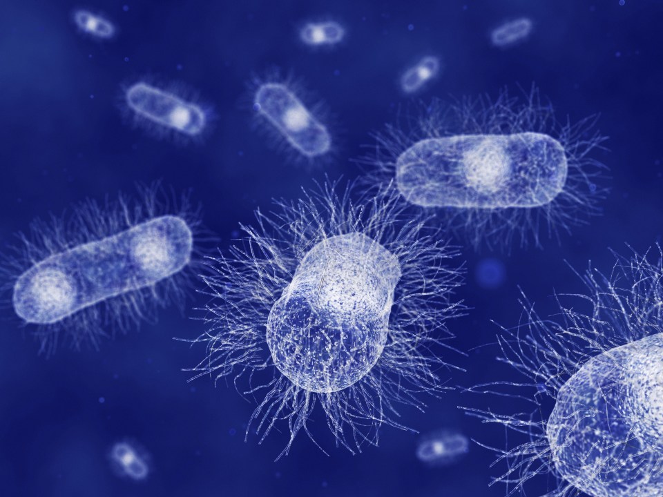 Deadly . . . E. coli bacteria seen under a microscope