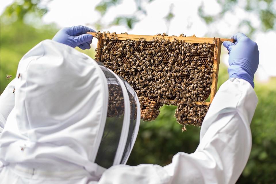 Bees use advanced skills to locate flowers with the most pollen