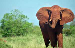 Holidaymaker crushed to death by elephant while trying to take its photo during safari
