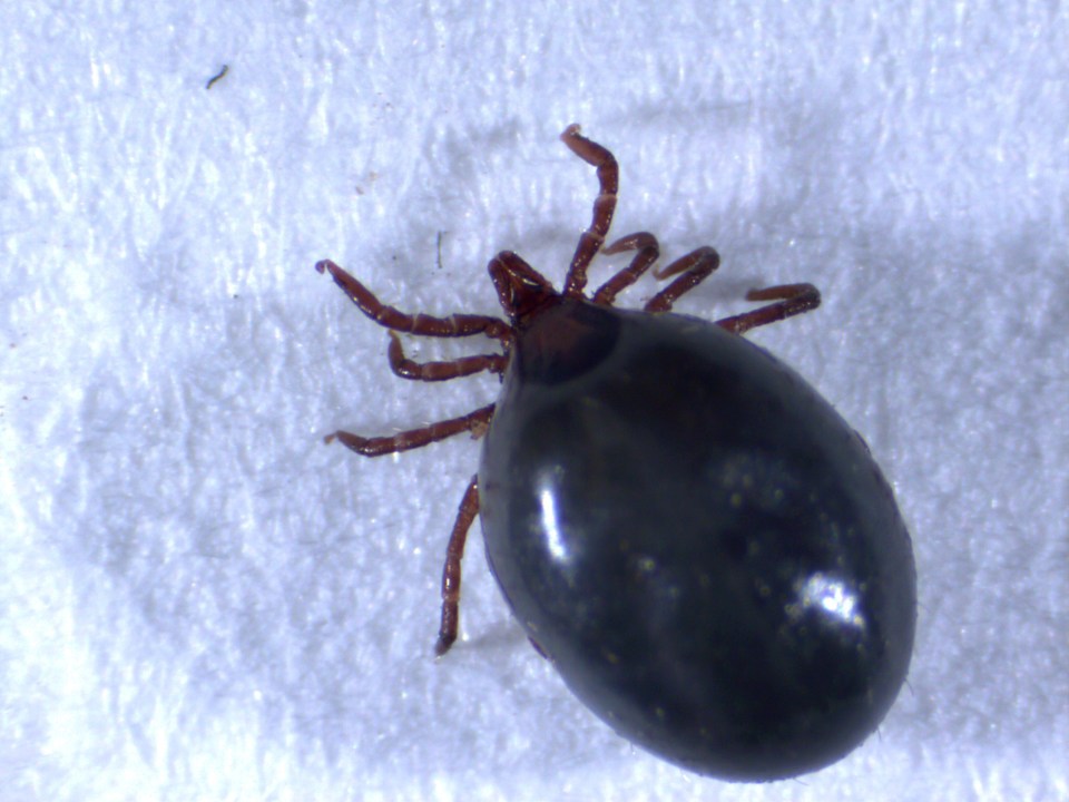 Ticks on dogs doubled