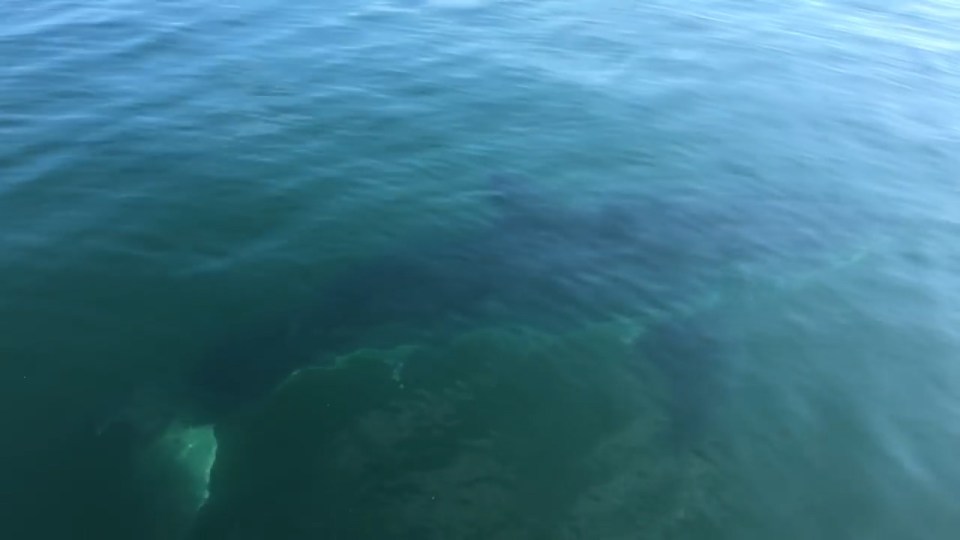 Suspense ... Shark keeps disappering into the water before resurfacing beside small fishing vessel