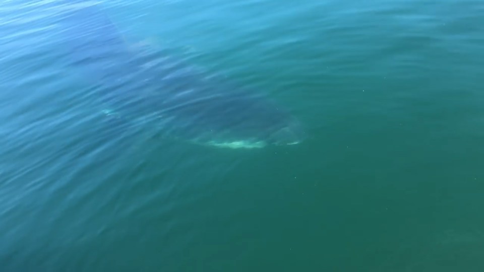 Prowling ... Shark was filmed silently circling the shocked father and son