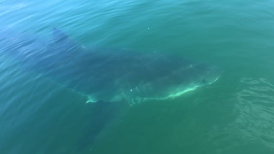 Monster ... 14ft shark circles boat off the coast of Truro, Mass.