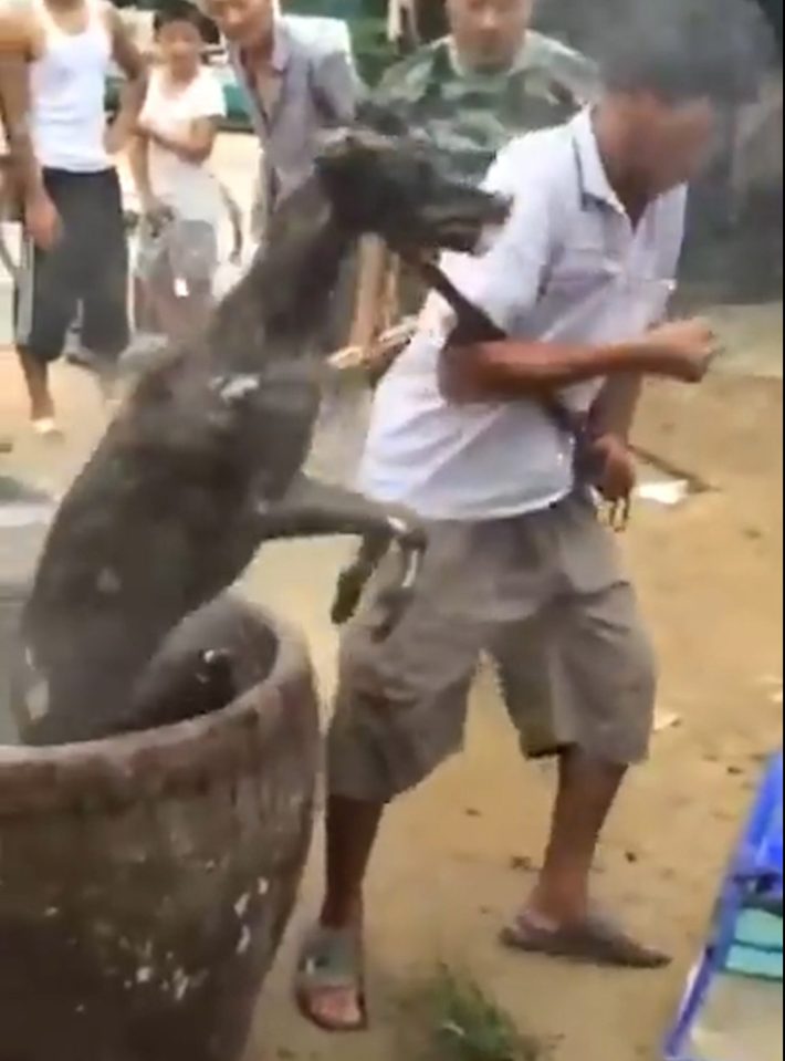 The boiled dog is then hauled out of the pot