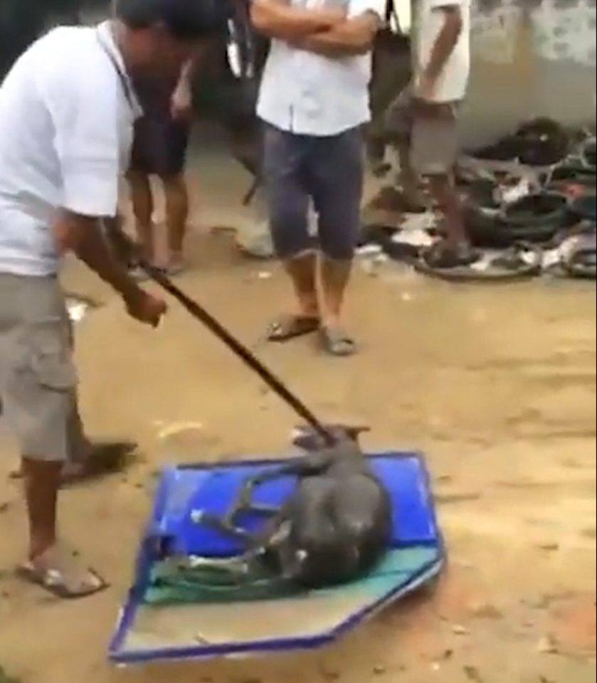 The horrific footage led to calls for dog meat to be banned