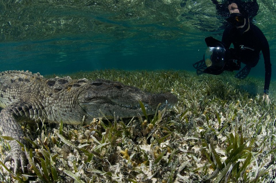 Rodrigo keeps a cautious distance from the 10ft-long American crocodile