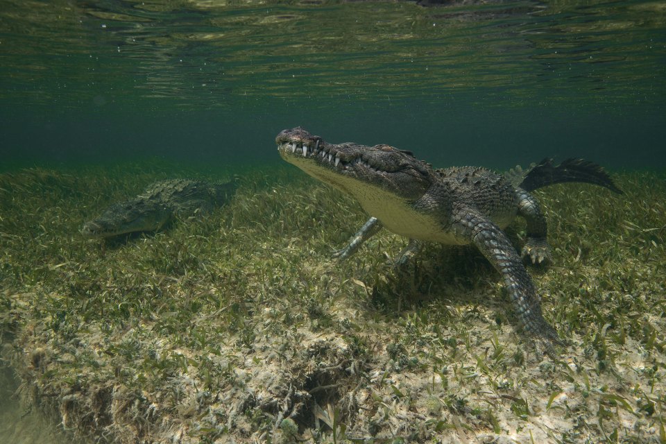 The crocodile was photographed in clear waters, offsetting its instinct to attack by ambush