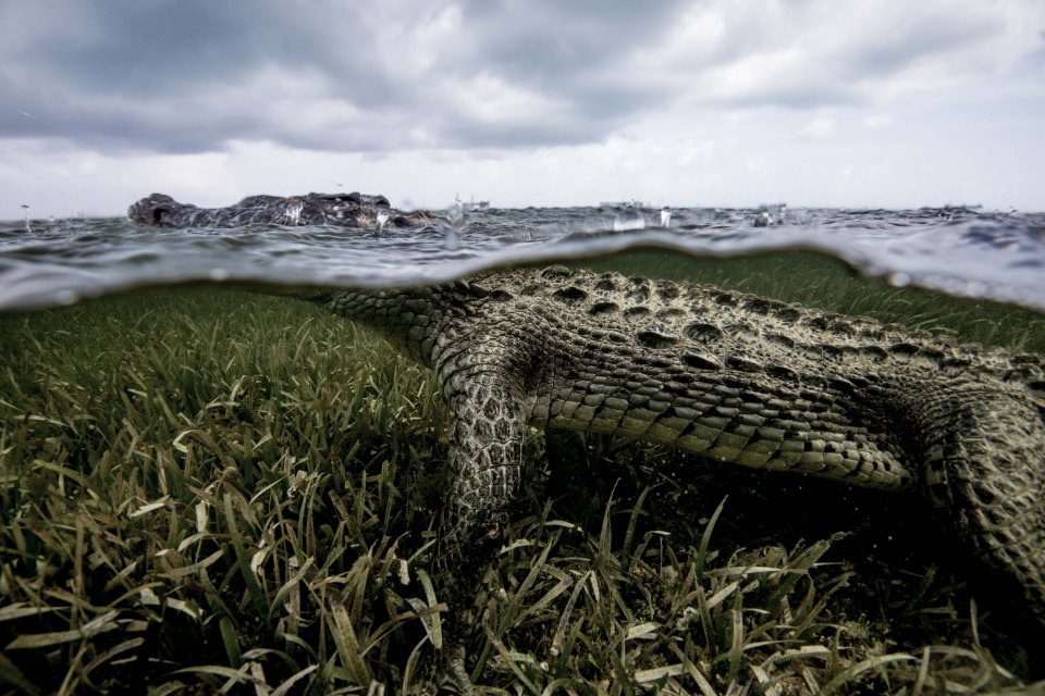 Rather than being bloodthirsty and aggressive, the crocodile was peaceful, Rodrigo said