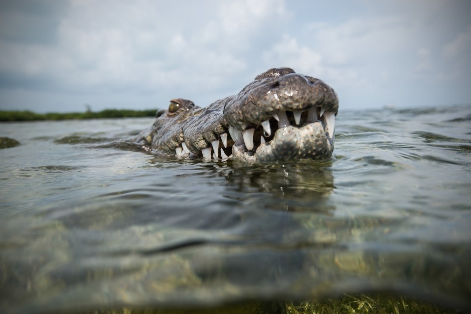 The croc pokes its head above the water to get some fresh air