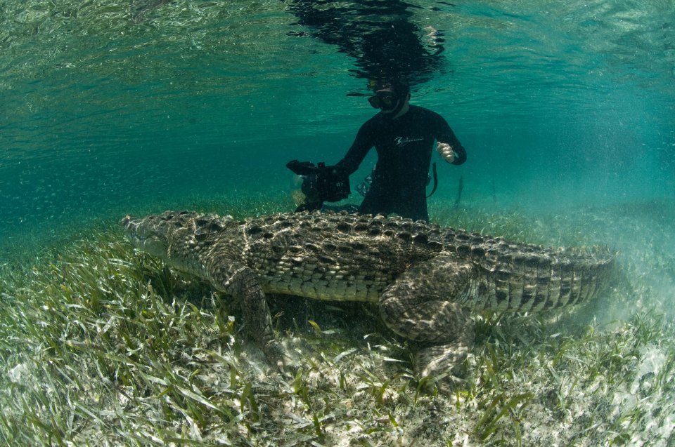 Mexican underwater photographer Rodrigo Friscione gets up and close with the crocodile
