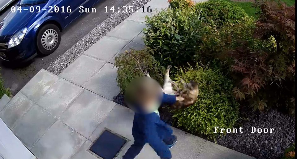 CAT FIGHTS BACK AGAINST YOB