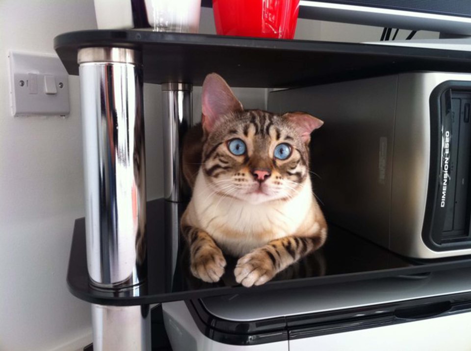 CAT FIGHTS BACK AGAINST YOB