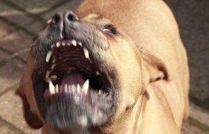 Armed cops storm house and shoot dead berserk Pit Bull as injured woman hid upstairs