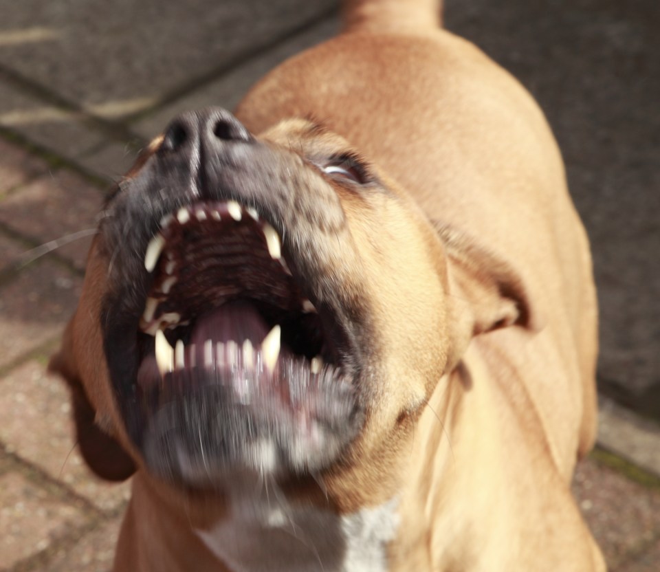 Armed cops shot dead an American pitbull in Harrogate, Yorkshire