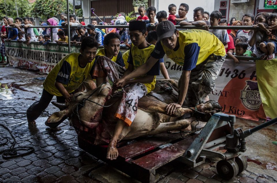 A group of youngsters carry a cow after it was slaughtered 
