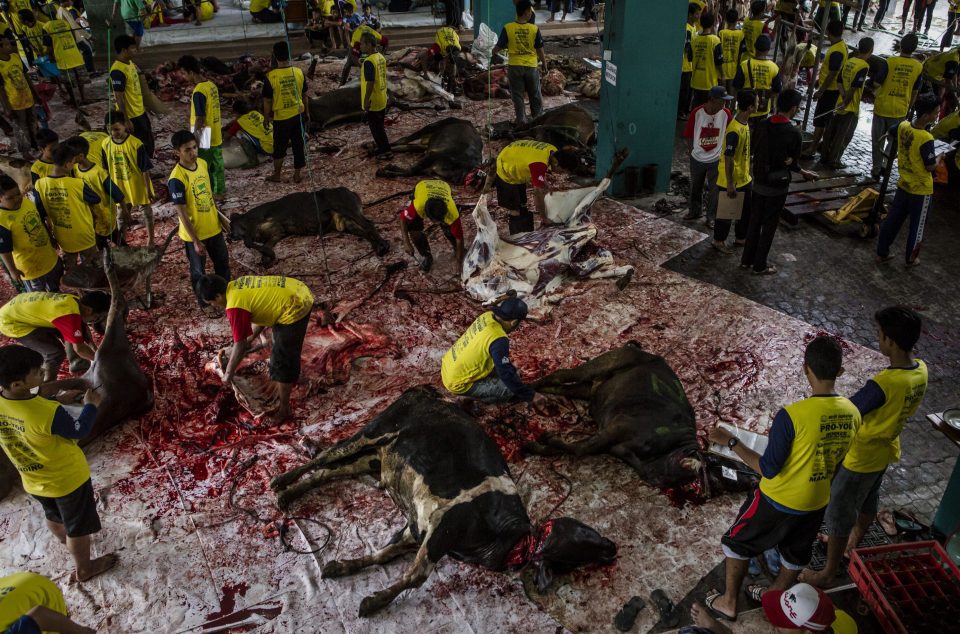 Cows are slaughtered during celebrations for Eid al-Adha at Jogokaryan mosque