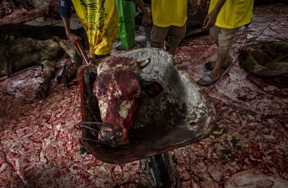 A child carries the head of a cow after being slaughtered 