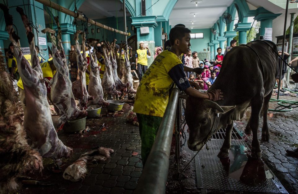 A cow is being prepared for slaughter