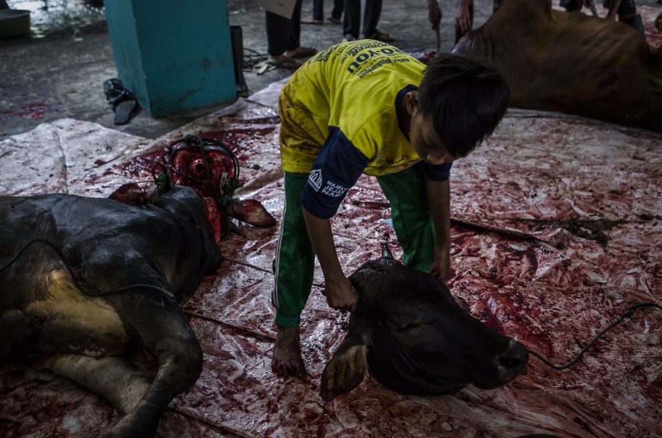 A child carries the head of a cow after being slaughtered 