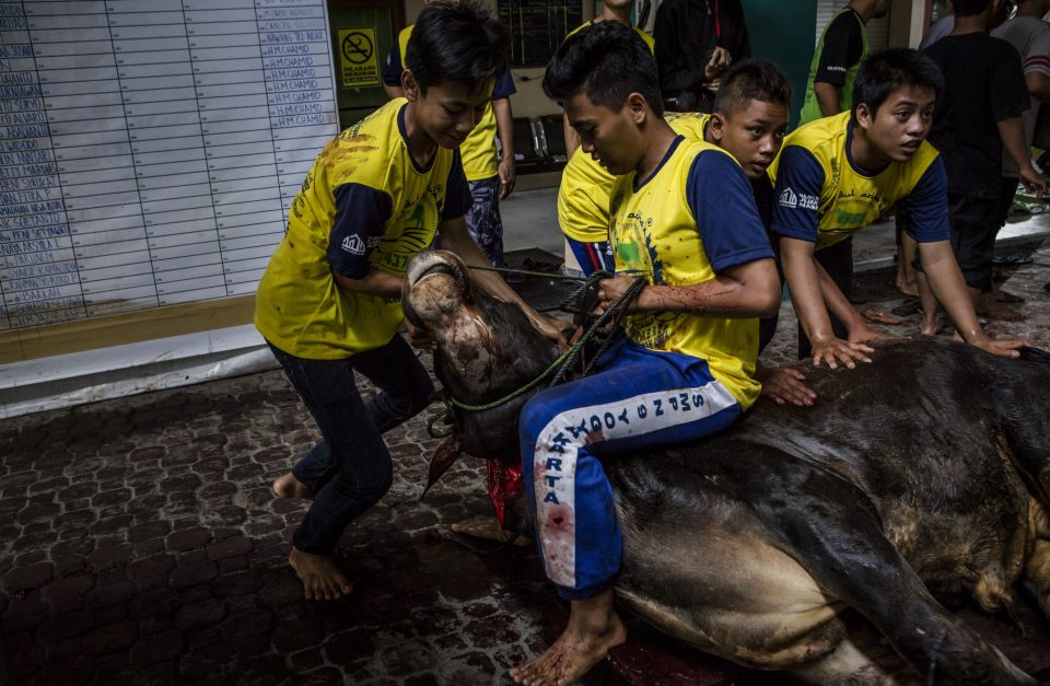 The ritual killing is done by the halal method 