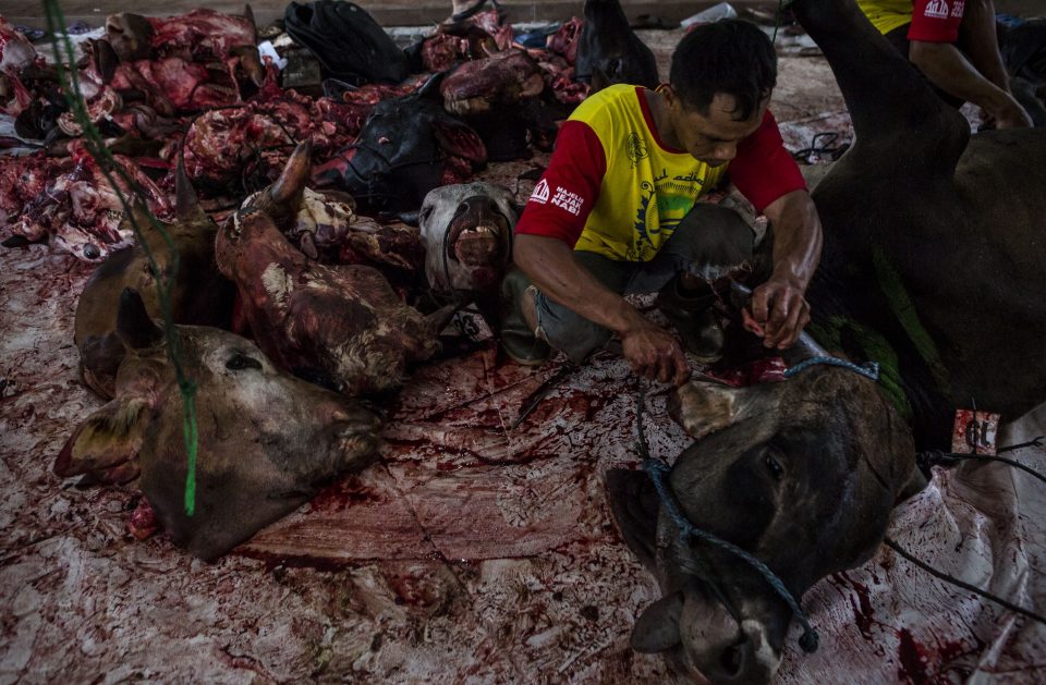 The cows throat must be cut by a sharp knife severing the carotid artery, jugular vein and windpipe in a single swipe