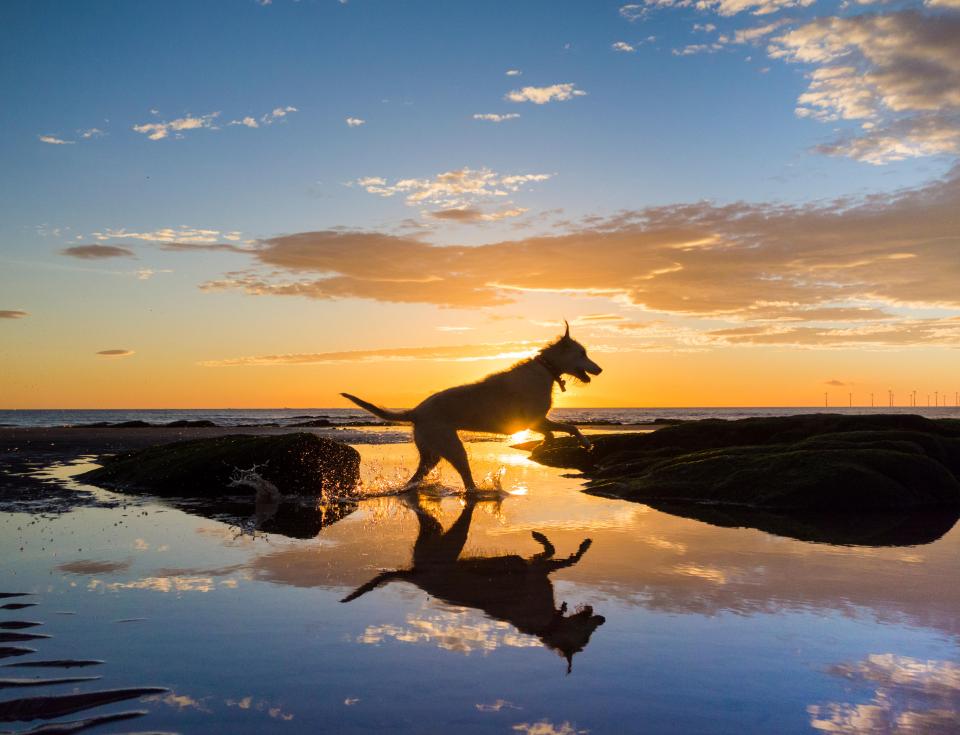 A dog runs through a rockpool at sunrise on a glorious Monday morning on the north east coast