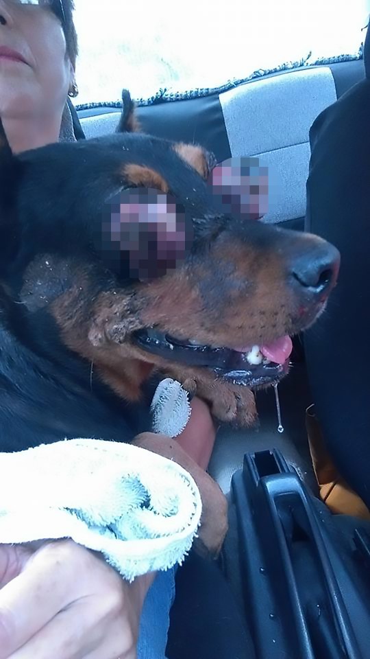 Boxy was tortured with the thugs pulling out her eyes with their own fingers