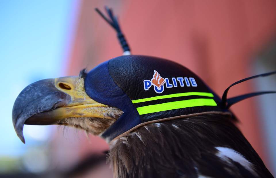 A young eagle trained to catch drones is