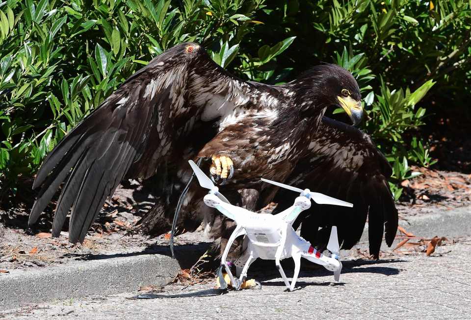 A young eagle trained to catch drones di