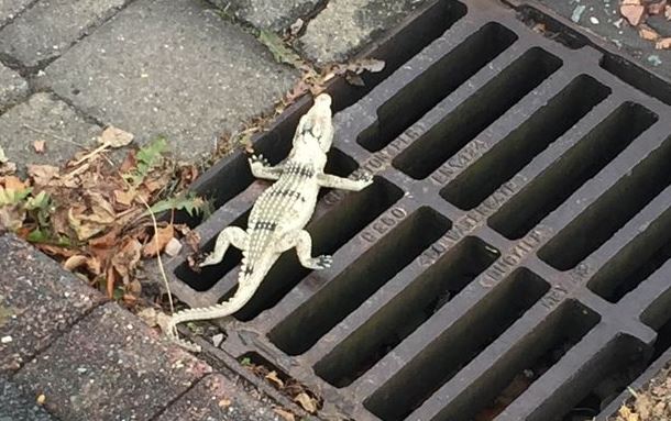 Never smile at a crocodile: the RSPCA officer was worried about how to pick up the creature at first - before realising what it was