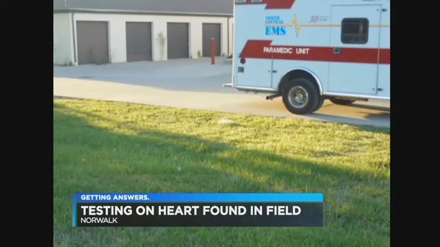 human heart found