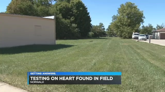 human heart found