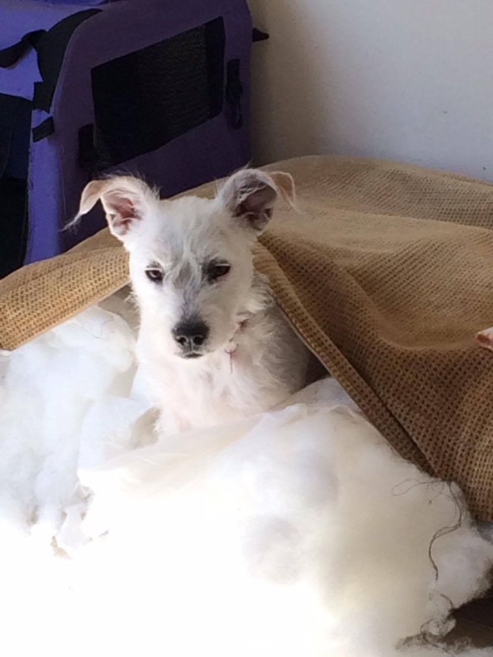 BRITAIN'S MOST DESTRUCTIVE DOG EATS ENTIRE SOFA