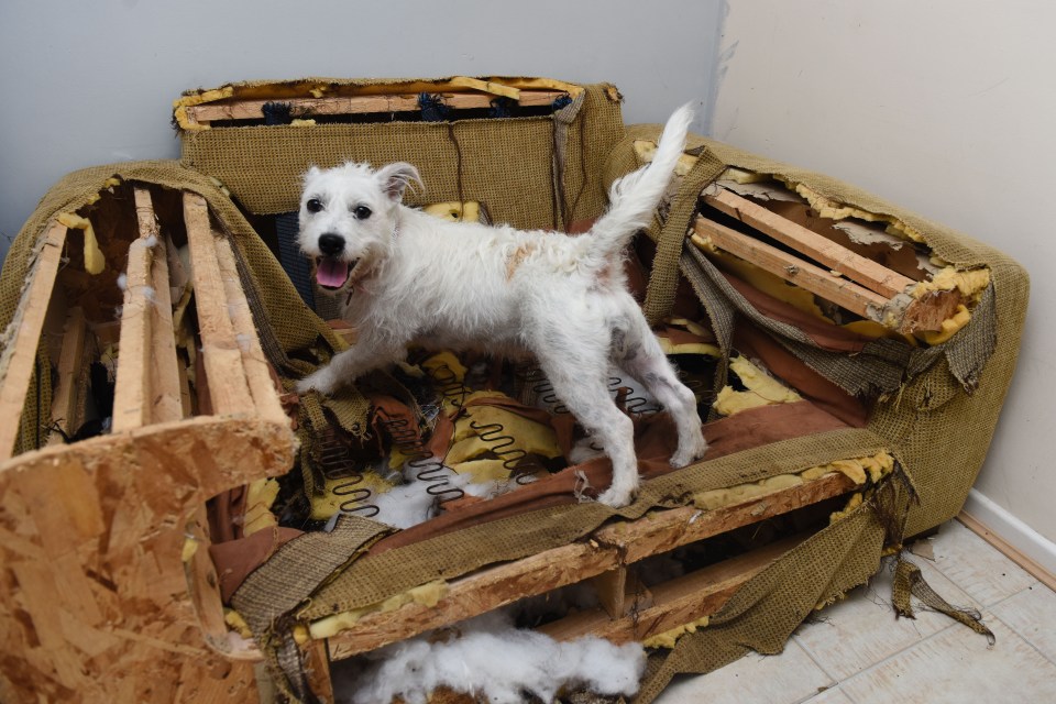 BRITAIN'S MOST DESTRUCTIVE DOG EATS ENTIRE SOFA