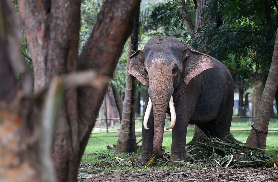 Hide-and-seek . . . adorable elephants face extinction after threats to species from hunters