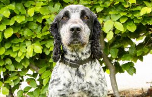 Specially trained dog helps police snare rapists - by sniffing out their SPERM