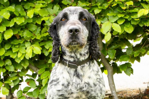 Specially trained cocker spaniel Billie has already found eight samples