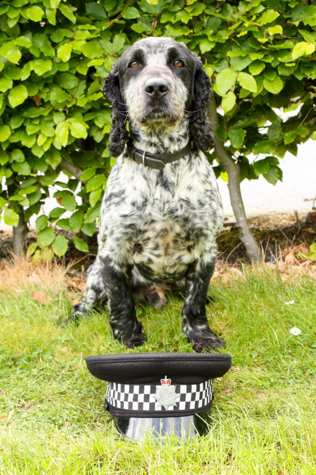Specially trained cocker spaniel Billie has already found eight samples