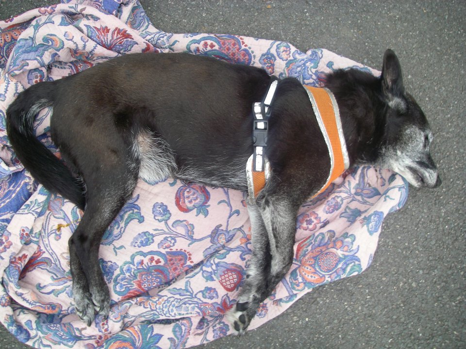 An officer who found the dogs said they hot too touch after they were let out of Theobald's car