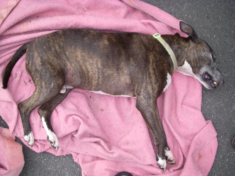 RSPCA inspector Justin Stubb said about the distressing find: "This case is a genuine tragic accident, but it will happen again, people will think the dog will be ok - it wont."