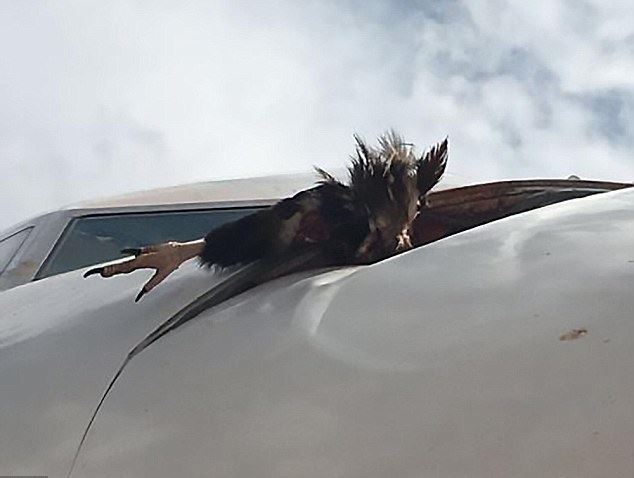 The large bird embedded itself in the nose of the aircraft at 5,000 feet