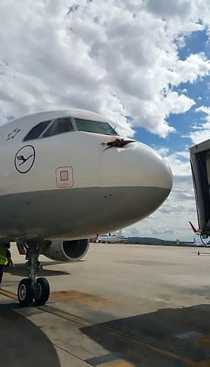The vulture ploughed into the nose of the plane as it came in to land