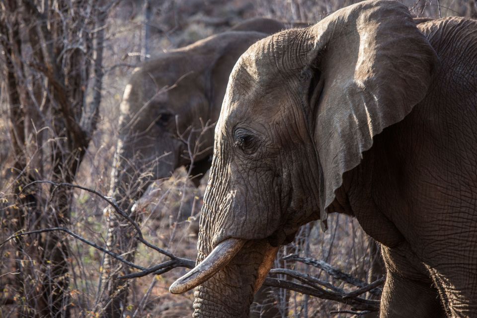 Adorable snaps . . . African elephant's population has shrunk from one million to 350,000