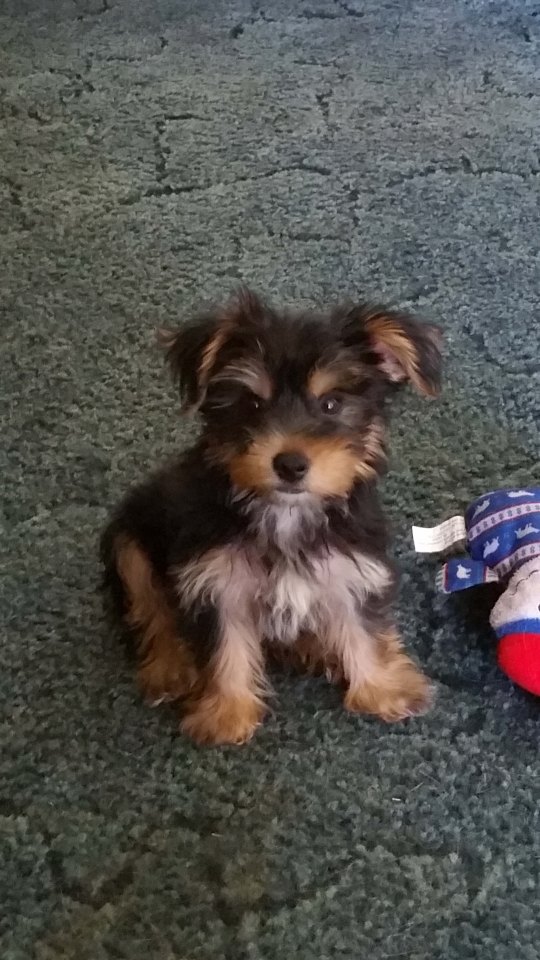 Her husband bought her a new pup Bella, a Morkie breed