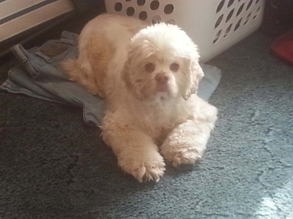 Kimberly made the heartbreaking decision to have Sadie the cocker spaniel put down before her 13th birthday