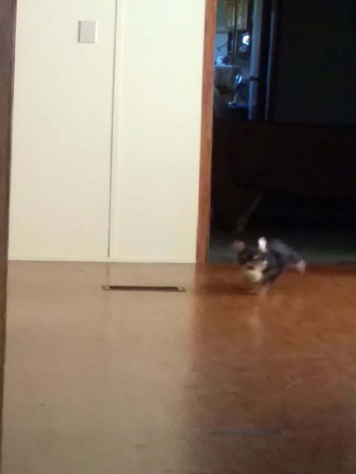 Moments after the 'ghost' of Sadie appeared on camera, Bella the pup comes running in the shot