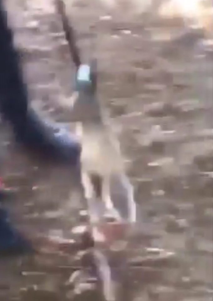 They also lynched it and swung it around - but claim it was already dead when they found it