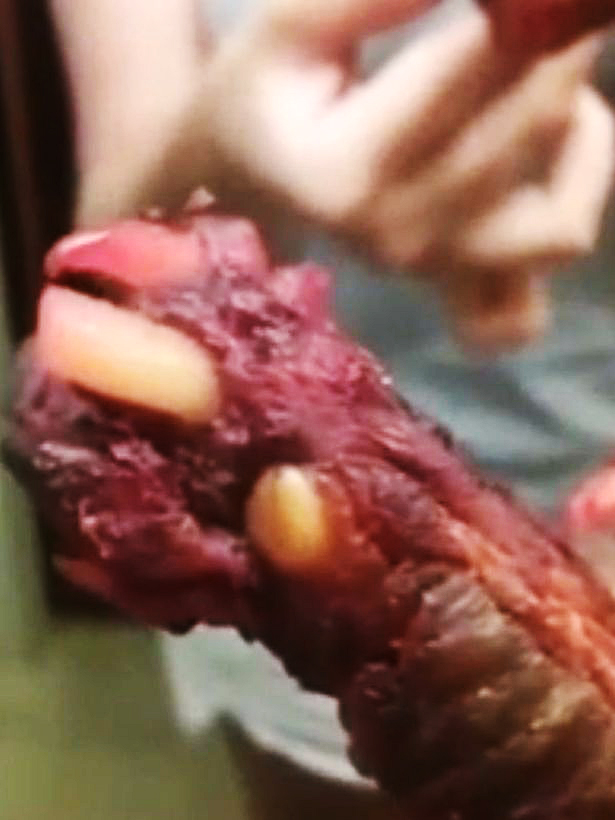 Dog's dinner ... Off looking rib was thought to be a pup's paw