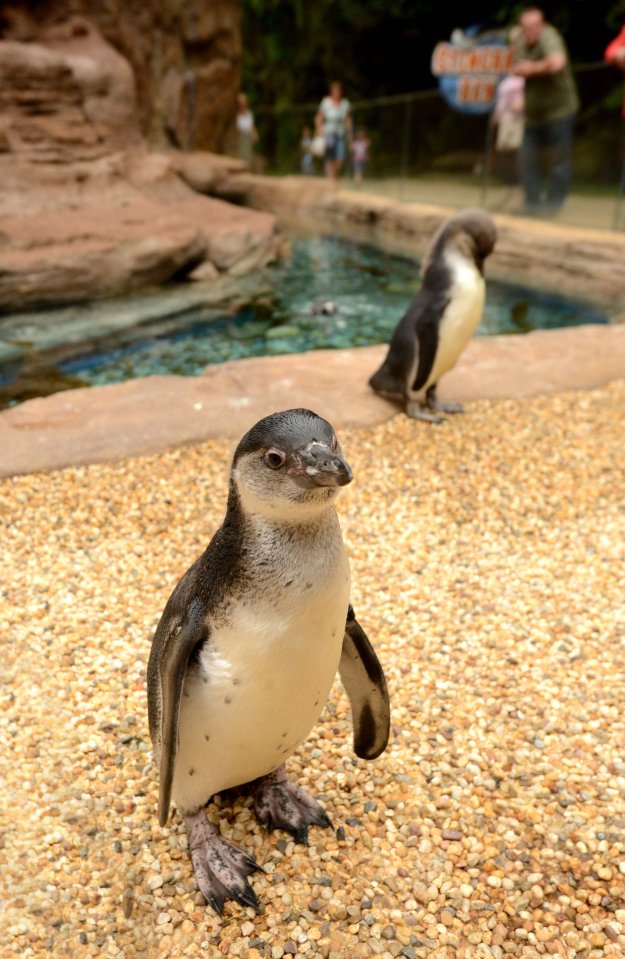 Humboldt penguins