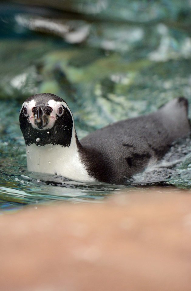 Humboldt penguins 